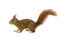 Eurasian red squirrel - Sciurus vulgaris (2 years)