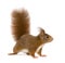 Eurasian red squirrel - Sciurus vulgaris (2 years)