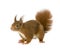 Eurasian red squirrel - Sciurus vulgaris (2 years)