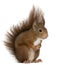 Eurasian red squirrel, Sciurus vulgaris, 4 years old, in front o