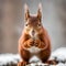 Eurasian red squirrel Sciurus vulgaris holding a nut.