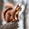 Eurasian red squirrel Sciurus vulgaris holding a nut.