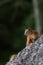 Eurasian red squirrel Sciurus vulgaris resting on a branch