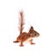 Eurasian red Squirrel, Sciurus Vulgaris on white