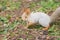 Eurasian red squirrel in search of food on the ground