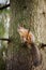 Eurasian red squirrel in the tree