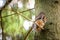 Eurasian red squirrel in the tree