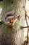 Eurasian red squirrel in the tree