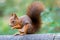 An Eurasian Red Squirrels sitting on a wooden post eating a nut