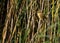 Eurasian reed warbler, acrocephalus scirpaceus
