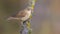 Eurasian reed warbler, Acrocephalus scirpaceus. Early morning, an adult bird sits on a beautiful dry branch by the river