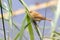 Eurasian reed warbler - acrocephalus scirpaceus - perched in the reeds