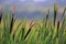 Eurasian Reed Warbler bird perched on wetland reeds. Acrocephalus scirpaceus