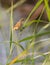 Eurasian Reed Warbler perched on reed plant