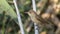 Eurasian Reed Warbler Posing Among Reed