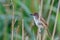 Eurasian reed warbler in the reed