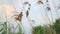 Eurasian reed warbler singing