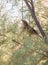 Eurasian Reed Warbler in vegetation