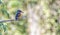 Eurasian, river or common kingfisher, alcedo atthis, Neuchatel, Switzerland