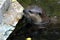 Eurasian River Otter