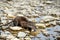 Eurasian river otter baby. Lutra lutra