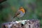 Eurasian robin collecting seeds at a woodland feeding site