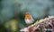 Eurasian robin collecting seeds at a woodland feeding site