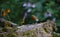 Eurasian Robin looking for food in the woods