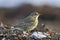 Eurasian rock pipit Anthus petrosus