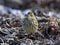 Eurasian rock pipit Anthus petrosus