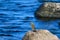 Eurasian rock pipit on a stone