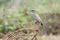 Eurasian roller