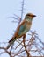 The Eurasian Roller