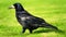 Eurasian rook  Corvus frugilegus  on green grass of lawn