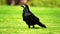 Eurasian rook  Corvus frugilegus  on green grass of lawn