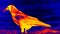 Eurasian rook  Corvus frugilegus  in scientific high-tech thermal imager
