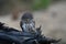 Eurasian scops owl Otus scops beautiful little owl sits on a broken branch.