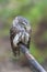 Eurasian scops owl Otus scops beautiful little owl sits on a broken branch.