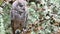 The Eurasian scops owl ,Otus scops, European scops owl in forest