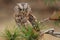 The Eurasian scops owl Otus scops or the European scops owl or just scops owl sitting on a branch of pine