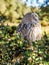 Eurasian Scops-owl watching for prey in the woods hunting