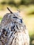 Eurasian Scops-owl watching for prey in the woods hunting birds