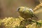 Eurasian siskin