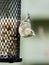 Eurasian siskin on a bird feeder