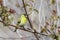 Eurasian siskin, carduelis spinus