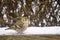 Eurasian Siskin in a garden with snow