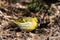 Eurasian Siskin on the ground