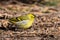 Eurasian Siskin on the ground