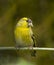 Eurasian Siskin looking at camera