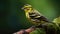 Eurasian siskin (Spinus spinus) searching for food in the forest in the Netherlands